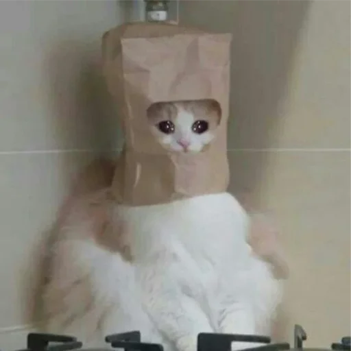😭 Стикер «Crying Cat Deluxe Evolution» для Telegram