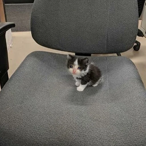 😭 Стикер «Crying Cat Deluxe Evolution» для Telegram