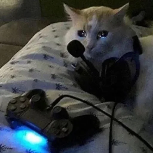 😭 Стикер «Crying Cat Deluxe Evolution» для Telegram