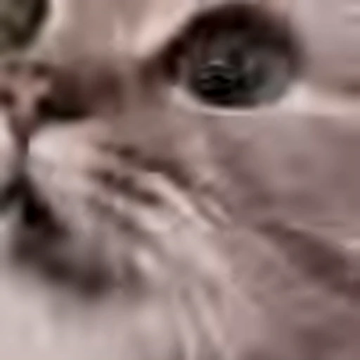 ♟ Эмодзи «cursed kittens» для Telegram