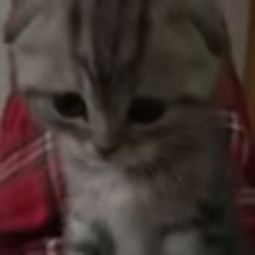 🐱 Эмодзи «cursed kittens» для Telegram