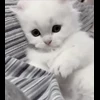 🤩 Эмодзи «cursed kittens» для Telegram