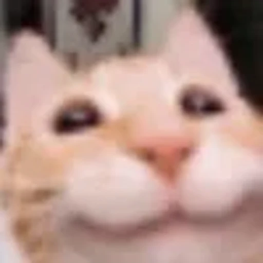 😁 Эмодзи «cursed kittens» для Telegram