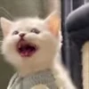 ❤️ Эмодзи «cursed kittens» для Telegram