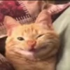 😸 Эмодзи «cursed kittens» для Telegram