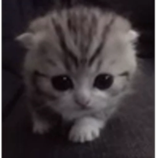 🤩 Эмодзи «cursed kittens» для Telegram