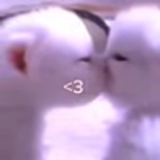😍 Эмодзи «cursed kittens» для Telegram