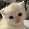 😕 Эмодзи «cursed kittens» для Telegram