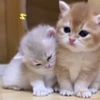 ❤️ Эмодзи «cursed kittens» для Telegram