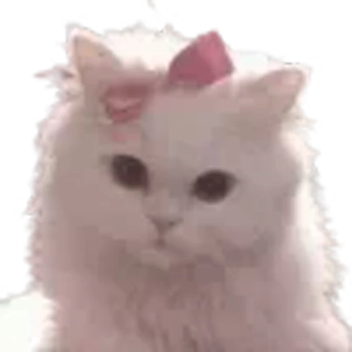 🎀 Эмодзи «cursed kittens» для Telegram