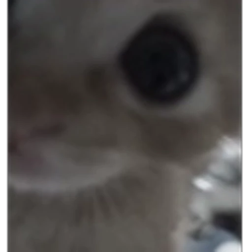 🤩 Эмодзи «cursed kittens» для Telegram