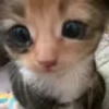 😞 Эмодзи «cursed kittens» для Telegram