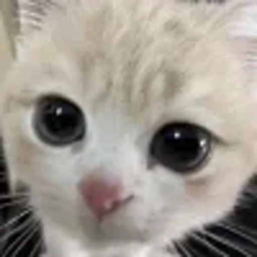 Эмодзи cursed kittens для Telegram — скачать