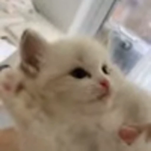 💋 Эмодзи «cursed kittens» для Telegram