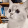 😕 Эмодзи «cursed kittens» для Telegram