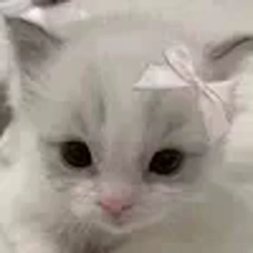 🤍 Эмодзи «cursed kittens» для Telegram