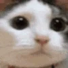 👎 Эмодзи «cursed kittens» для Telegram