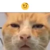 🤨 Эмодзи «cursed kittens» для Telegram