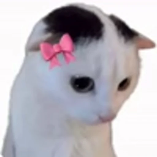 🎀 Эмодзи «cursed kittens» для Telegram