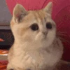 👍 Эмодзи «cursed kittens» для Telegram