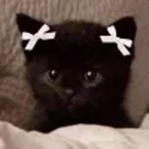 🤍 Эмодзи «cursed kittens» для Telegram