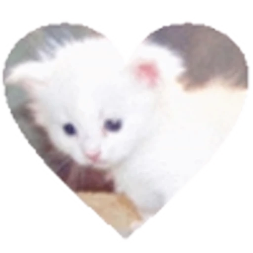 😍 Эмодзи «cursed kittens» для Telegram