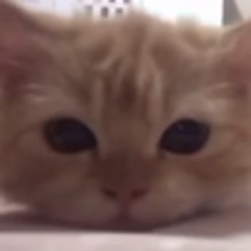 😒 Эмодзи «cursed kittens» для Telegram