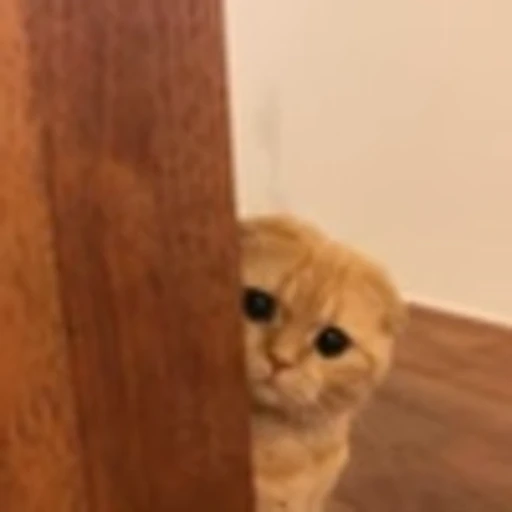 😇 Эмодзи «cursed kittens» для Telegram