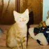 😁 Эмодзи «cursed kittens» для Telegram