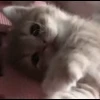 🤩 Эмодзи «cursed kittens» для Telegram