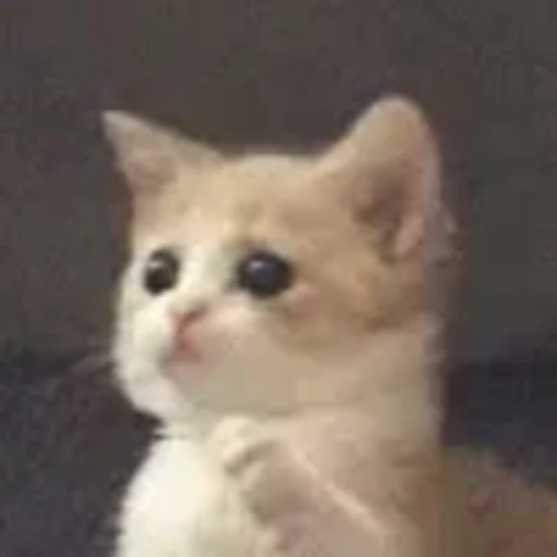 🥹 Эмодзи «cursed kittens» для Telegram