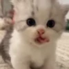 🌟 Эмодзи «cursed kittens» для Telegram