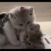 🤩 Эмодзи «cursed kittens» для Telegram