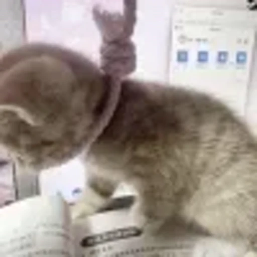 ☠️ Эмодзи «cursed kittens» для Telegram