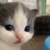 😐 Эмодзи «cursed kittens» для Telegram
