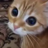 👀 Эмодзи «cursed kittens» для Telegram