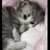 🤩 Эмодзи «cursed kittens» для Telegram