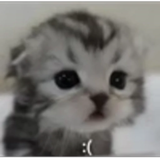 😦 Эмодзи «cursed kittens» для Telegram