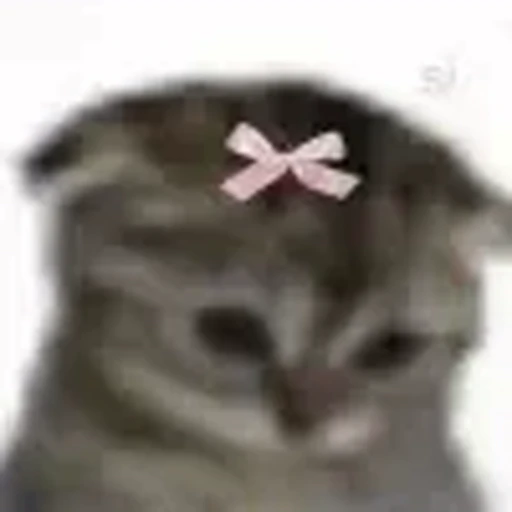 🎀 Эмодзи «cursed kittens» для Telegram