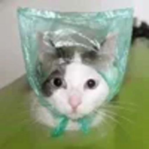 🙂 Эмодзи «cursed kittens» для Telegram
