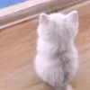 👀 Эмодзи «cursed kittens» для Telegram