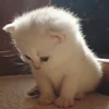 😩 Эмодзи «cursed kittens» для Telegram