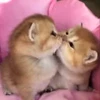 🎀 Эмодзи «cursed kittens» для Telegram