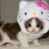 😇 Эмодзи «cursed kittens» для Telegram
