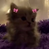 😊 Эмодзи «cursed kittens» для Telegram