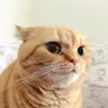 🫤 Эмодзи «cursed kittens» для Telegram