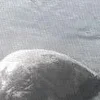 🕸️ Эмодзи «curseweb» для Telegram