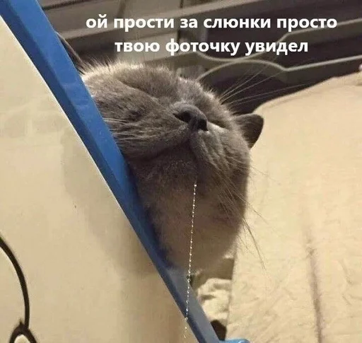 Стикерпак животные кьют для Telegram — скачать