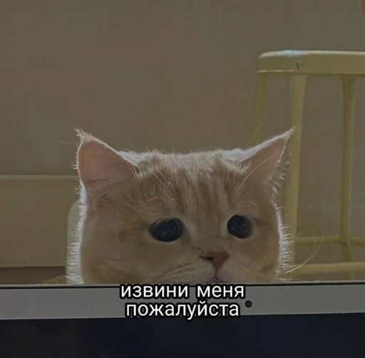 🥲 Стикер «животные кьют» для Telegram