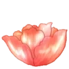🌸 Эмодзи «flowers - цветочки» для Telegram